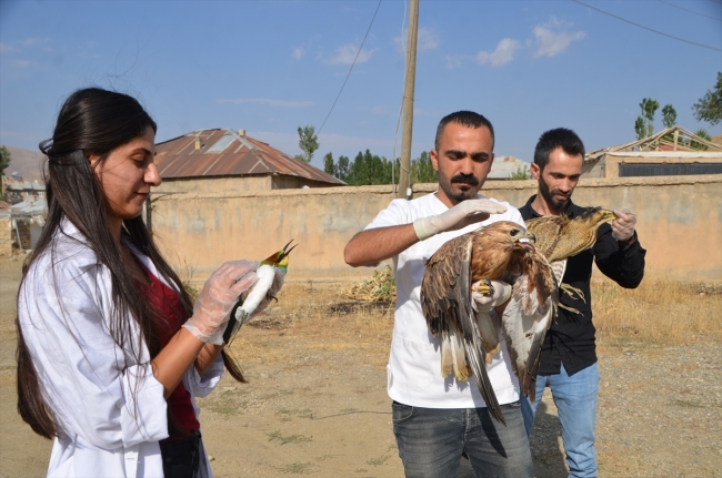 Hakkari'de veteriner hekim yabani hayvanlara şifa dağıtıyor